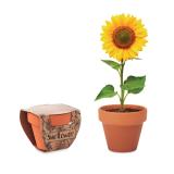 SUNFLOWER - Potje Zonnebloem - 