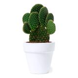 Bloempot Konte - 