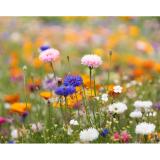 ASIDE - A5 zaadpapier wilde bloemen