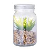 Decoratieve Plant Kyala