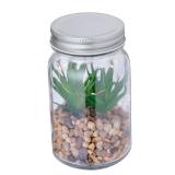 Decoratieve Plant Kyala