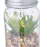 Decoratieve Plant Kyala